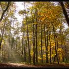 Nachmittagsstimmung im Herbst-Wald