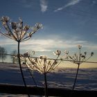 Nachmittagsstimmung im Schnee