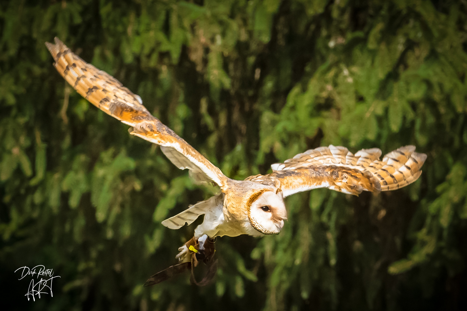 Nachricht aus Hogwarts im Anflug