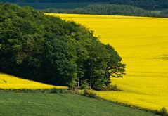 Nachruf auf den Frühling 2007 -2-