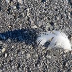 Nachruf :   sibon   1953-2016