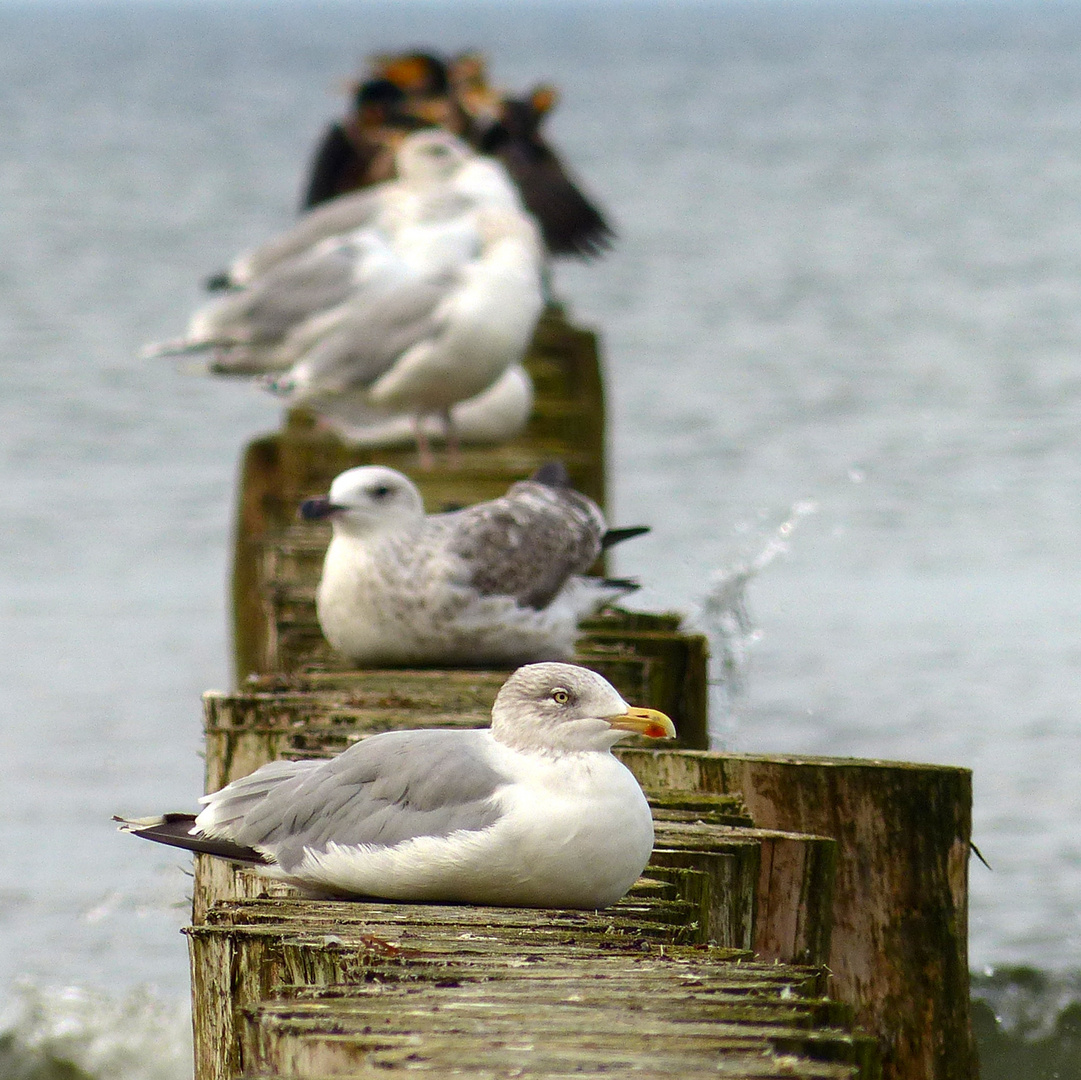 Nachsaison an der Ostsee I.