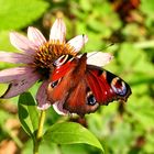 Nachsaison für Tagpfauenaugen