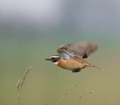 Nachsatz zum Zimtvogel