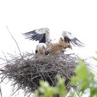 Nachschub an Nistmaterial bei Familie Storch