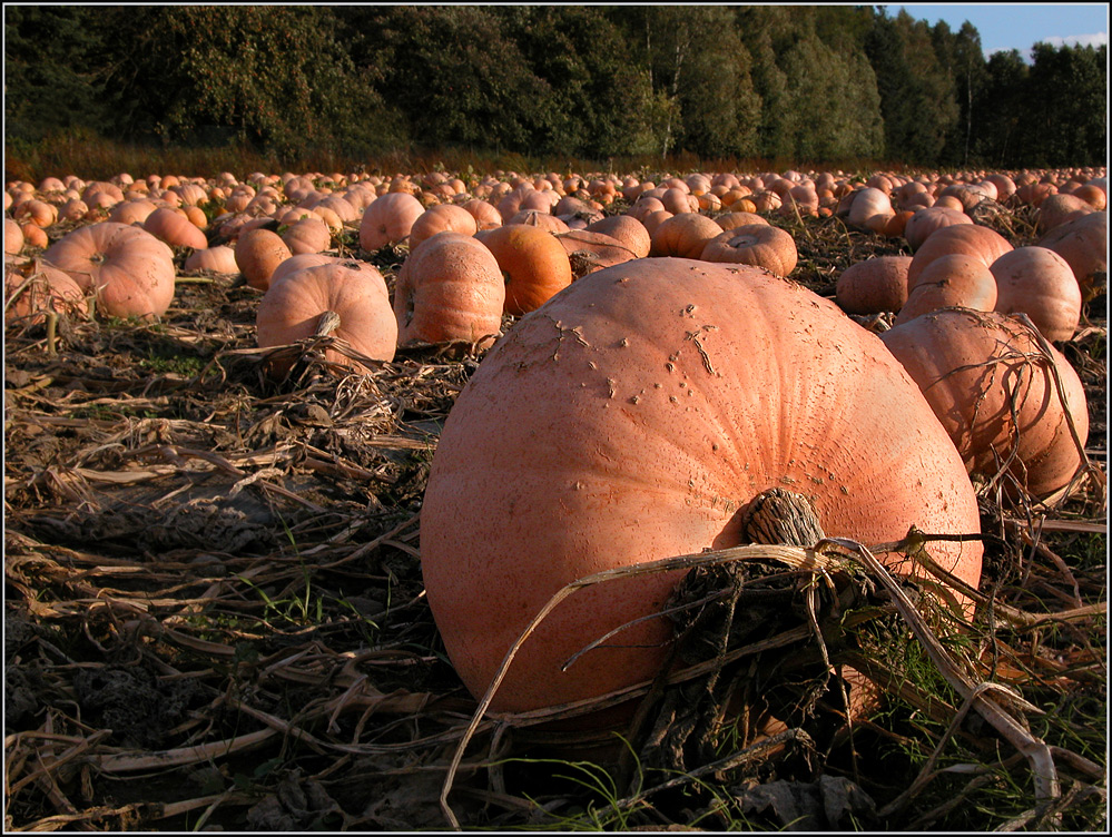 Nachschub für Halloween........