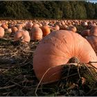 Nachschub für Halloween........