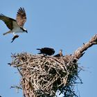 Nachschub im Anflug