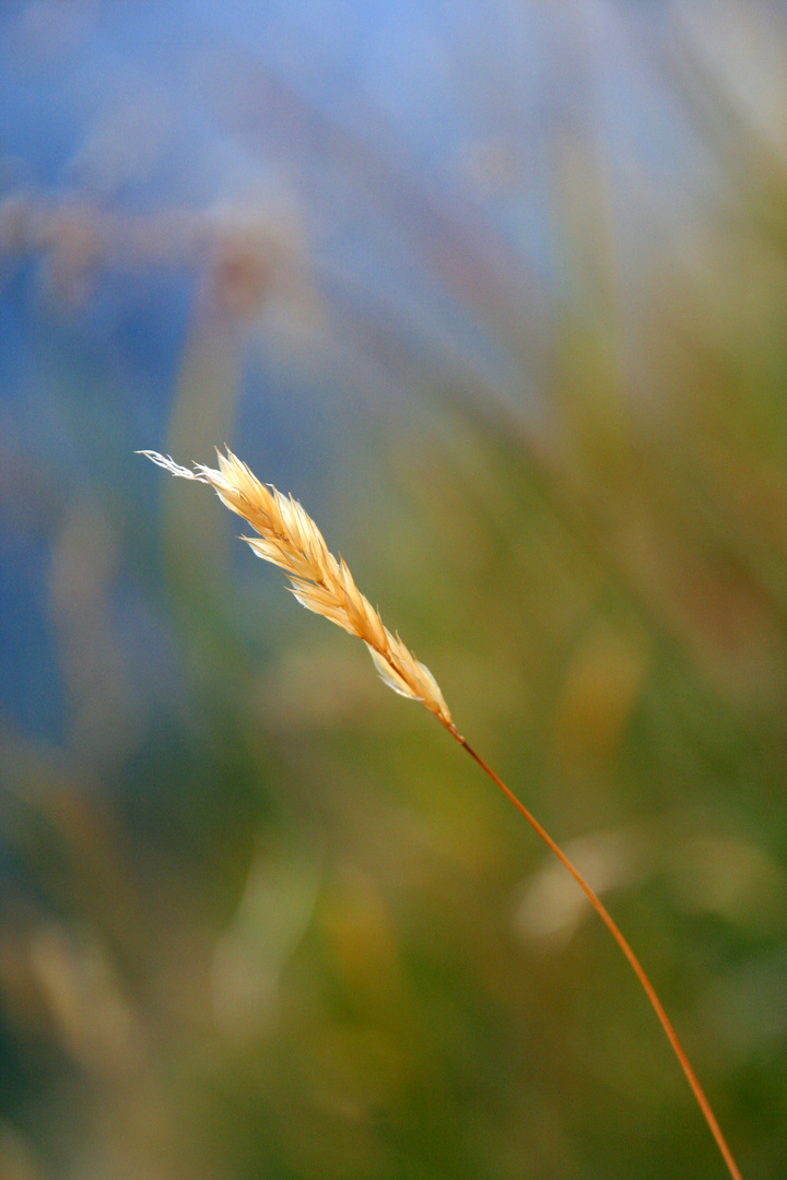 nachsommer