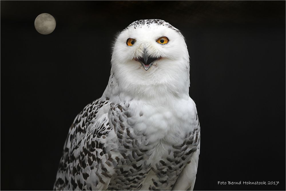 Nacht der Eulen .... Foto & Bild | natur, portrait, eule Bilder auf ...