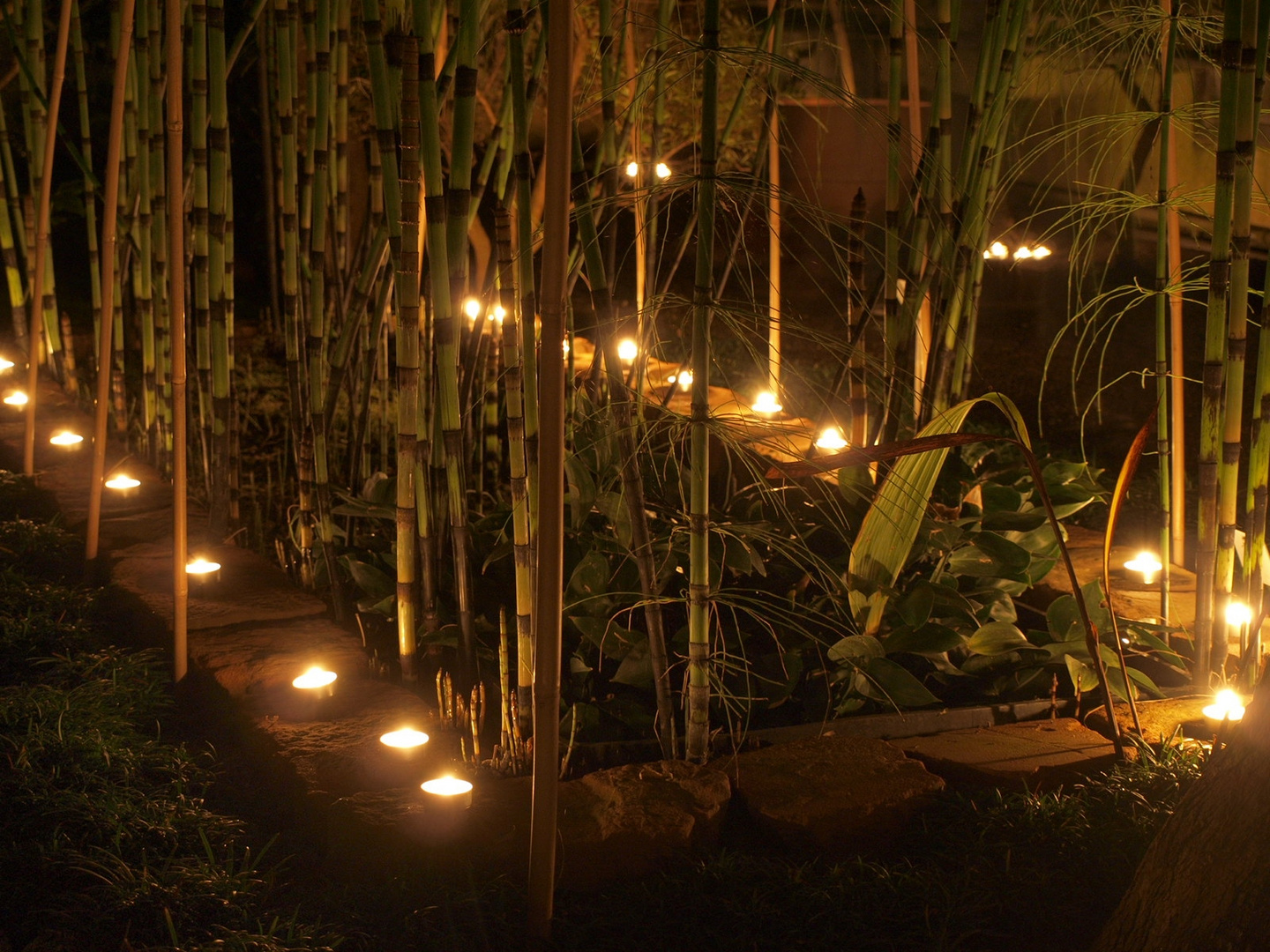 Nacht der Lichter im Botanischen Garten