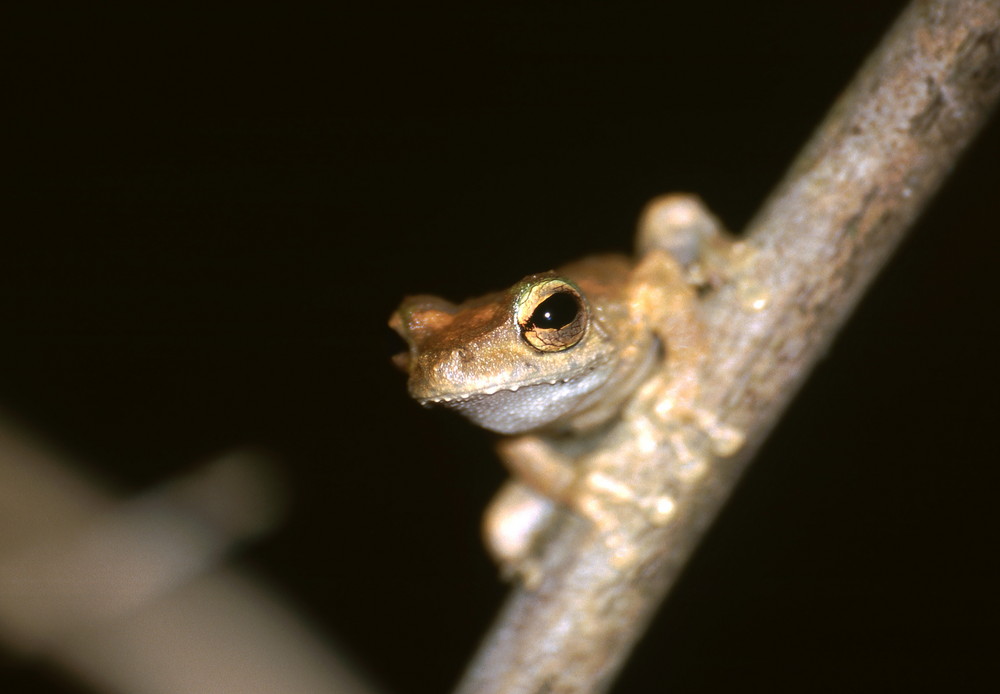 Nacht-Frosch