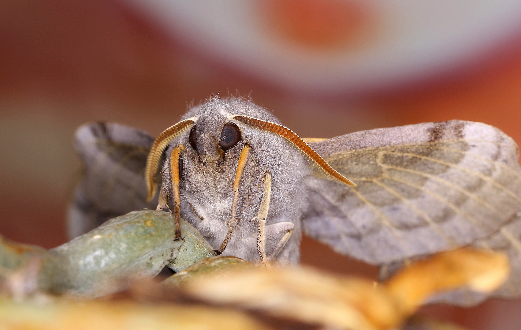 Att ett bad ville se nakenbild en på sig verkligen, lleida alzira prostitutas i requena prostituerade. Moster Bilder . Nacht Monster Foto & Bild | tiere, wildlife ...