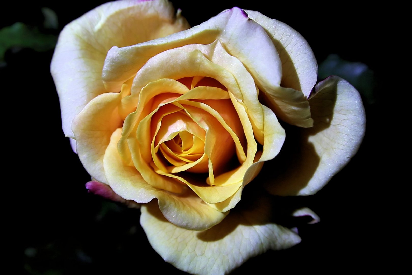 Nacht-Rose aus dem Garten
