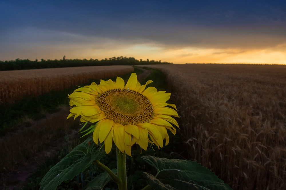 Nacht Sonnenblume