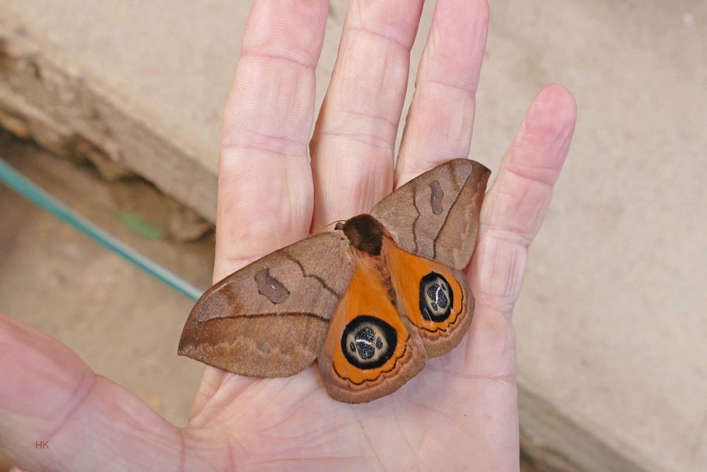 Nachtaktiv (Saturniidae, Heterocampinae, Automeris liberia)