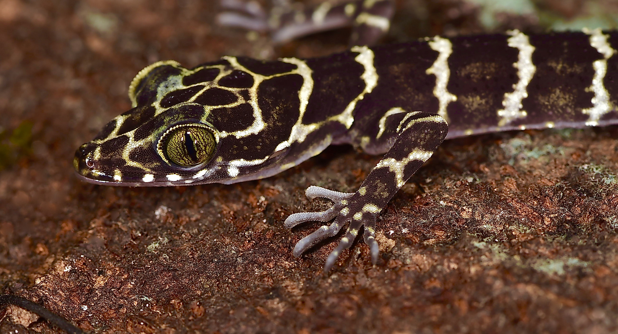 Nachtaktive Gecko aus dem Regenwald von Borneo