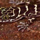 Nachtaktive Gecko aus dem Regenwald von Borneo