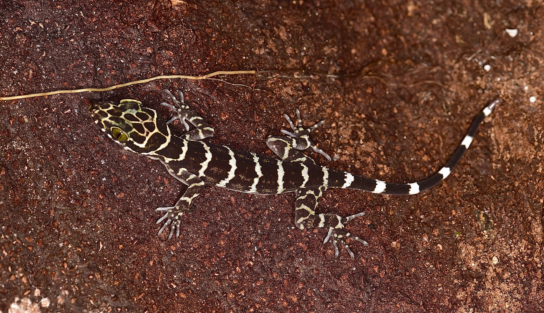 Nachtaktive Gecko aus dem Tropischen Regenwald von Borneo
