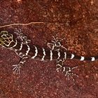 Nachtaktive Gecko aus dem Tropischen Regenwald von Borneo