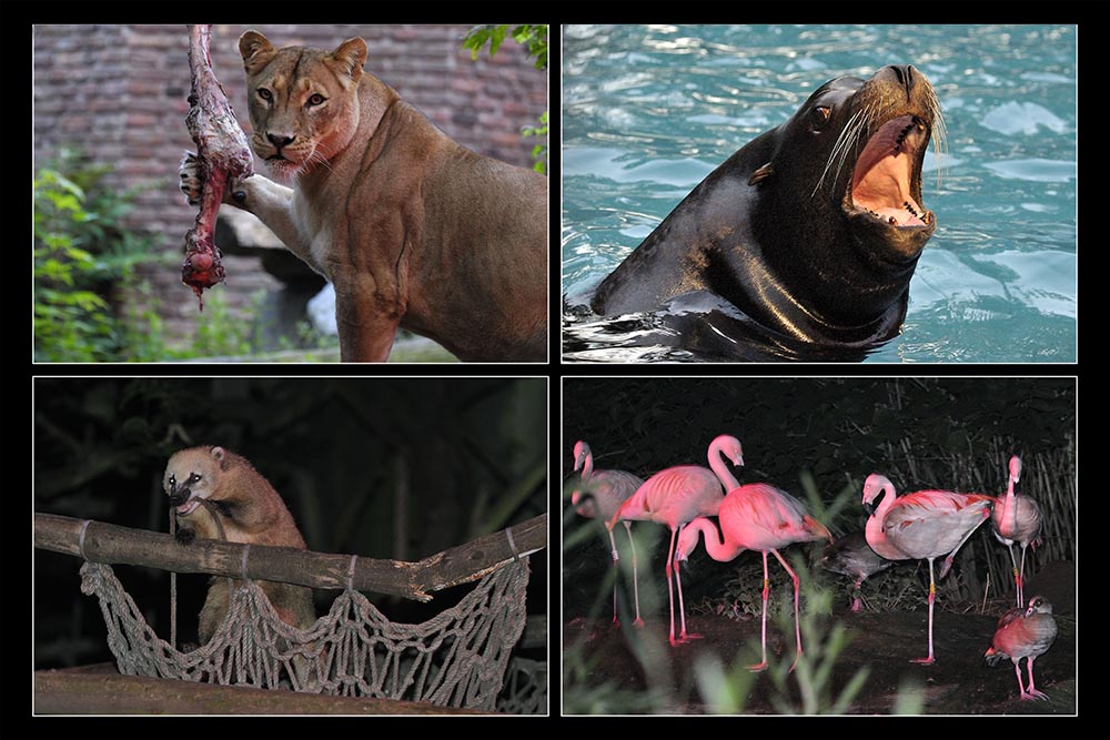 Nachtaktivitäten im Zoo zum 1.