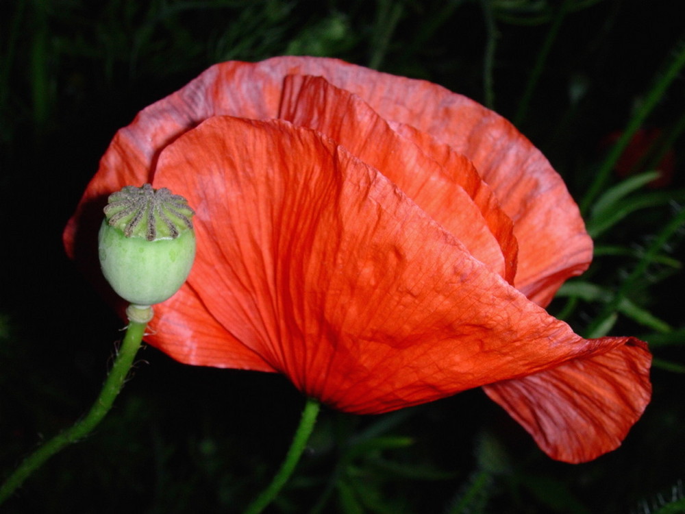 Nachtaufnahme Mohn