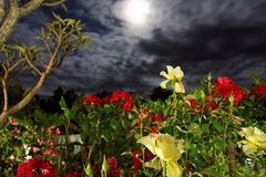 Nachtaufnahme unter Vollmond in einem Garten in Clanwilliam in Südafrika