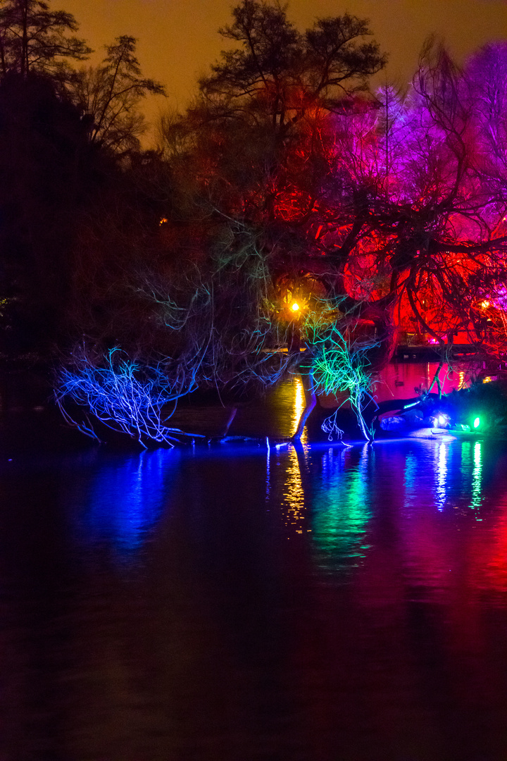 Nachtaufnahme - Winterlichter Palmengarten Frankfurt_1