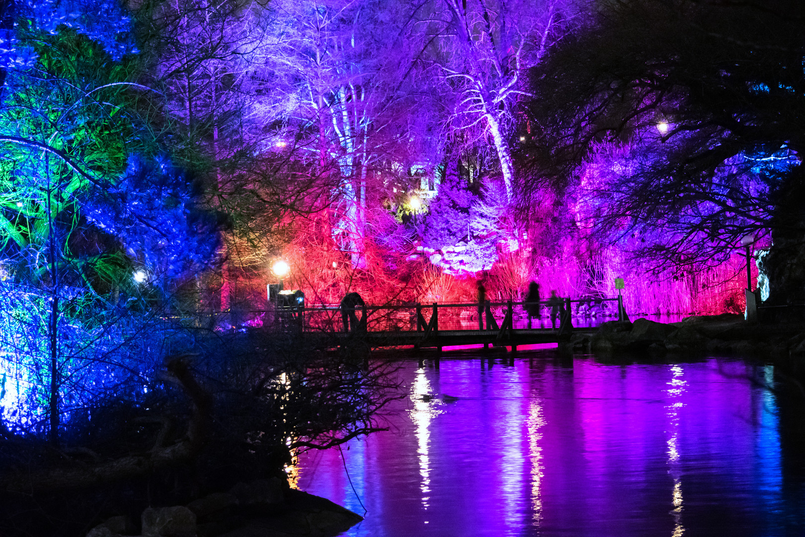 Nachtaufnahme Winterlichter Palmengarten Frankfurt_3 Foto & Bild