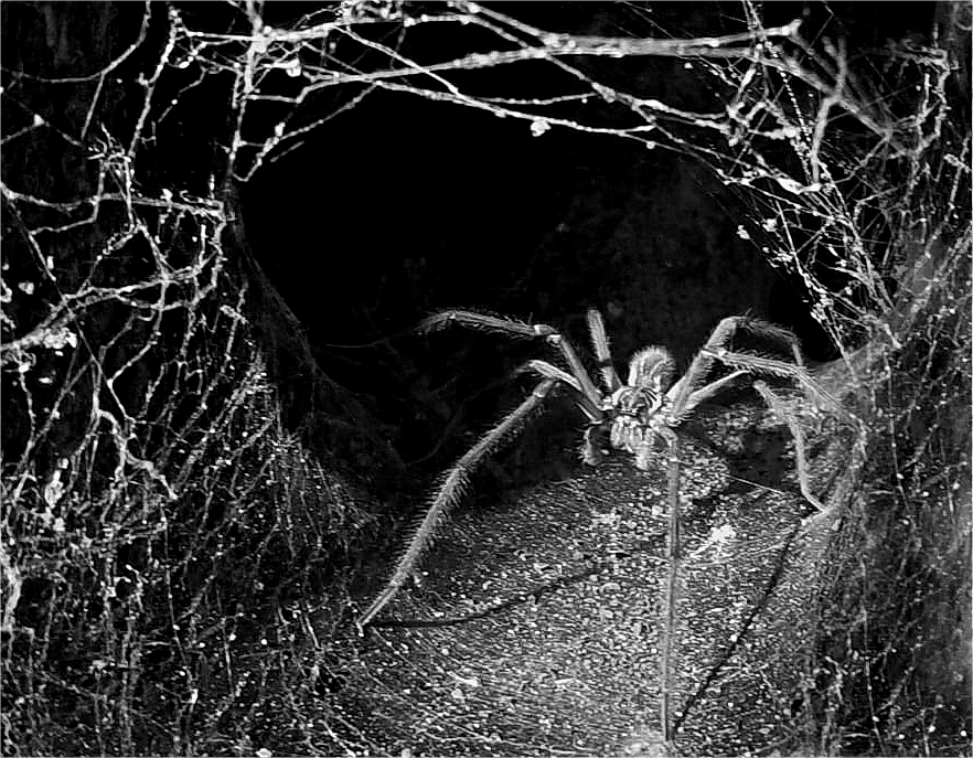  Nachtaufnahme,(wildlife), Spinne lauert auf Beute,
