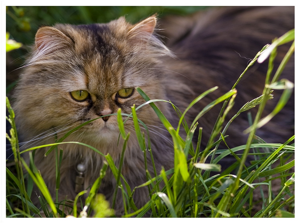 Nachtbars Katze