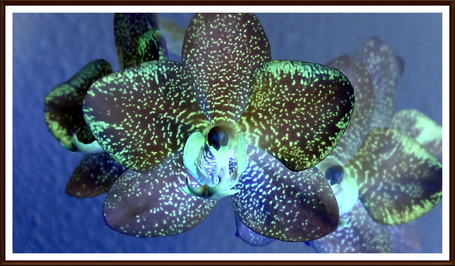 nachtblaue Phalaenopsis