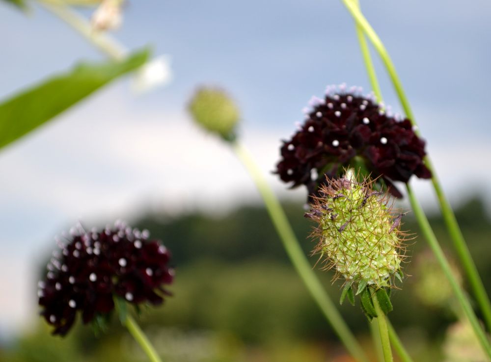 Nachtblüte