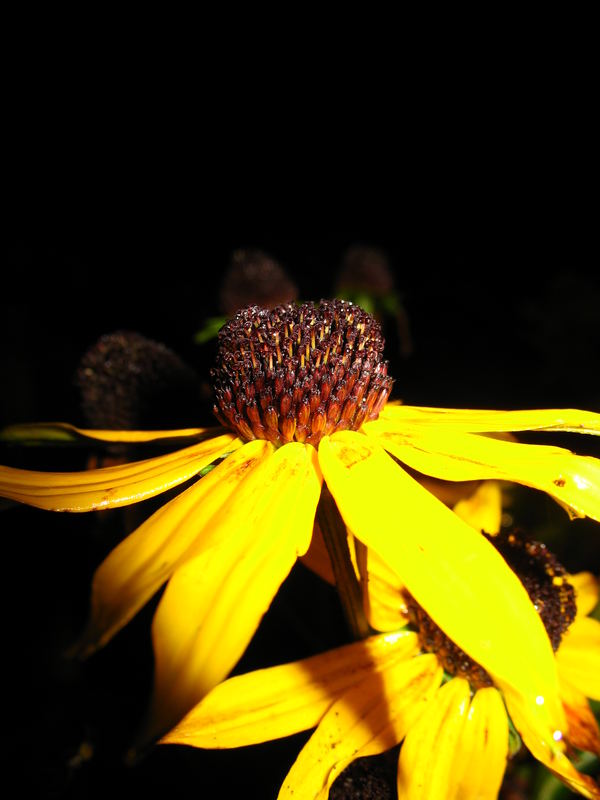 Nachtblüte