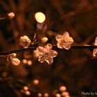Nachtblüten