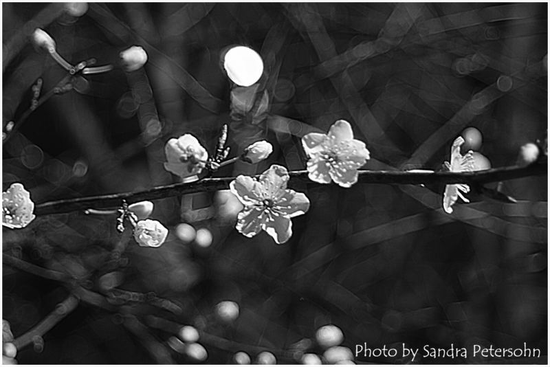 Nachtblüten S/W