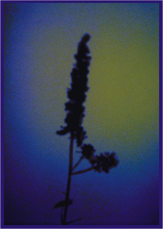 Nachtblume