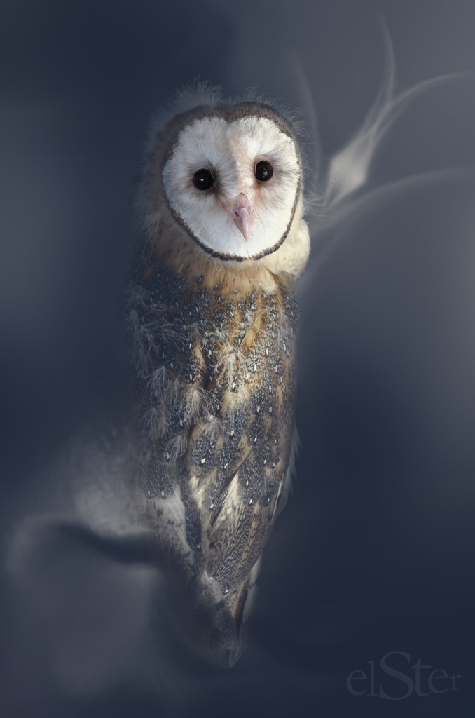 Nachteule Foto & Bild tiere, zoo, wildpark & falknerei, vögel Bilder