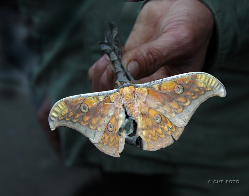 Nachtfalter Foto & Bild | natur, nachtfalter, schmetterling Bilder auf fotocommunity