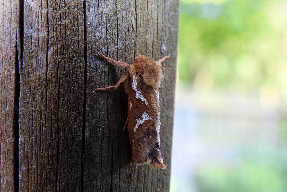 Nachtfalter Foto & Bild | insekten, natur, nachtfalter Bilder auf fotocommunity