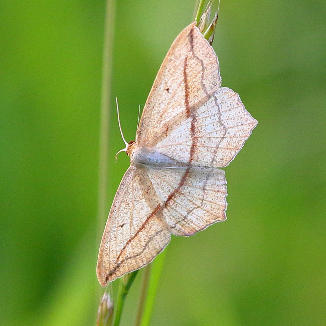Nachtfalter Foto & Bild natur, nachtfalter, insekten Bilder auf