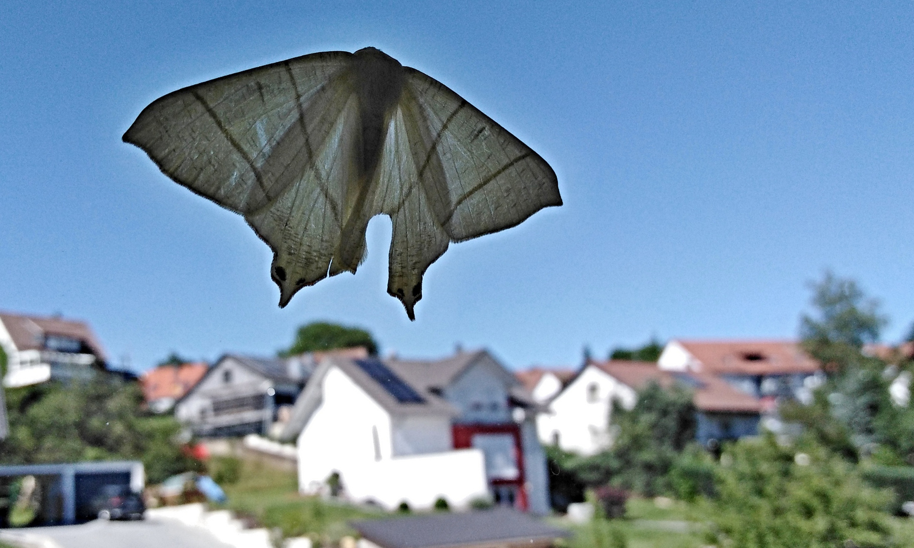 Nachtfalter am Fenster