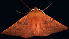 Nachtfalter am Fenster - wonderful moth - petit aviateur nocturne