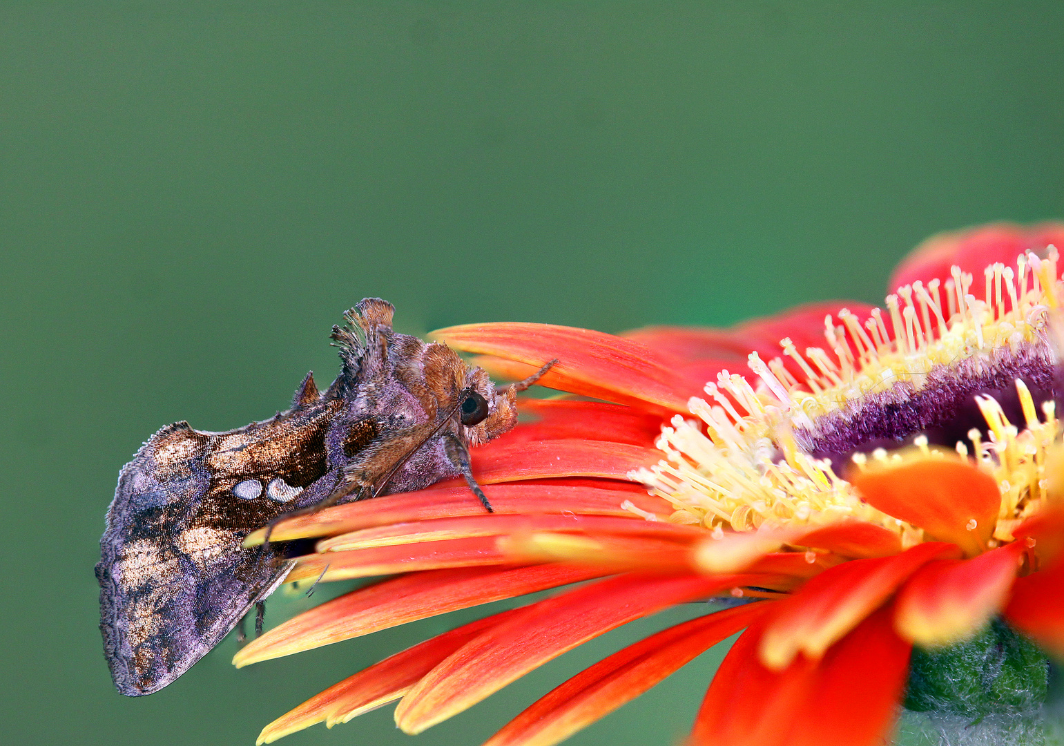 Nachtfalter auf Blume