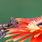 Nachtfalter auf Blume