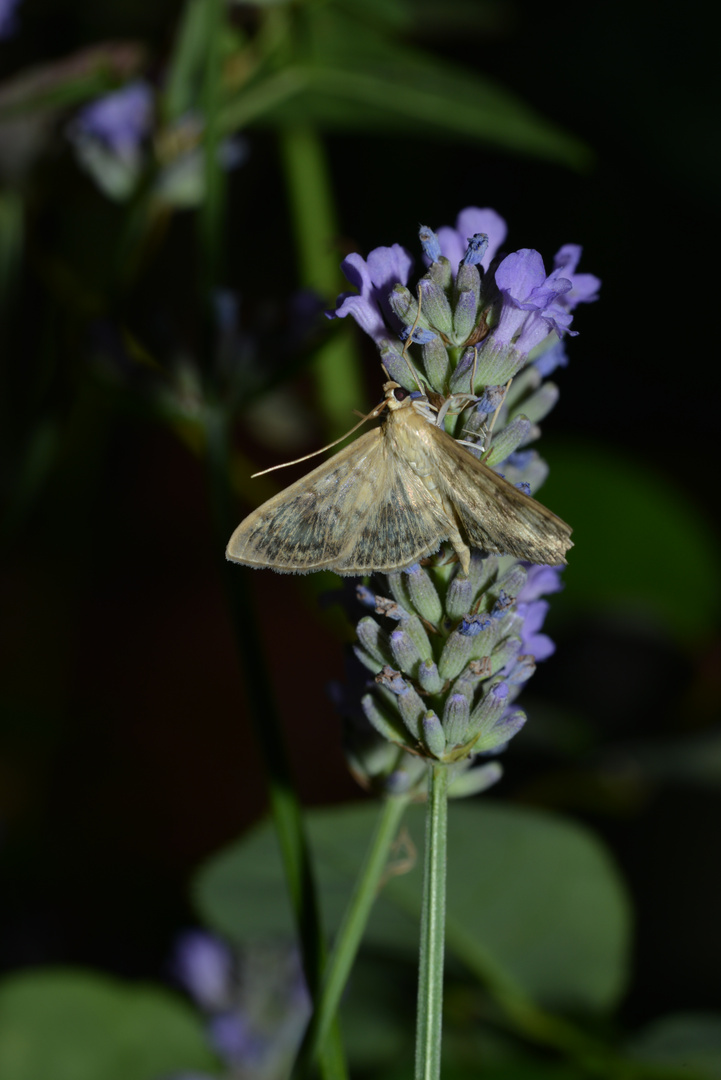 Nachtfalter auf Lavendel