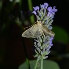 Nachtfalter auf Lavendel