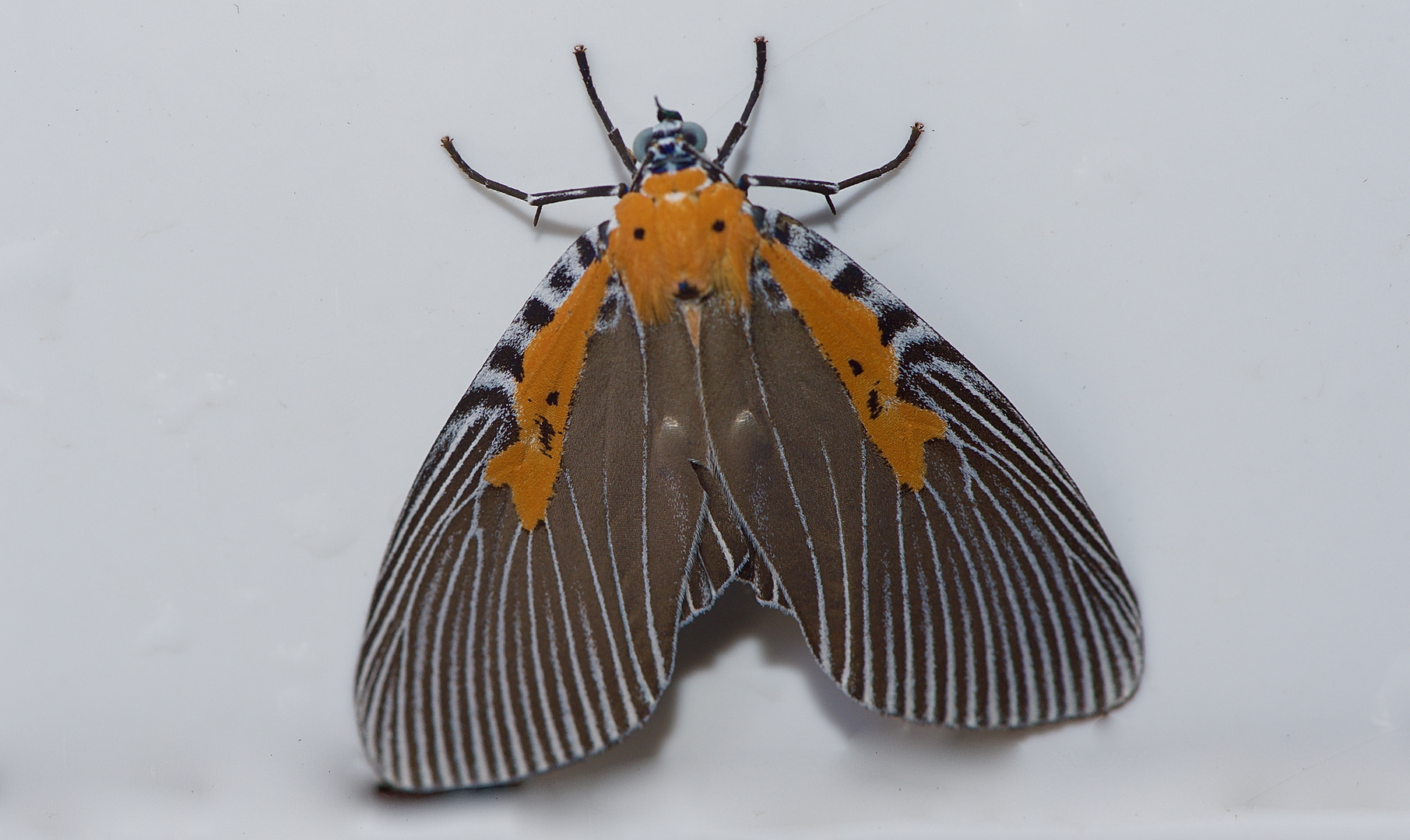 Nachtfalter Aus Borneo, Sabah