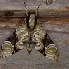 Nachtfalter Aus Borneo, Sabah