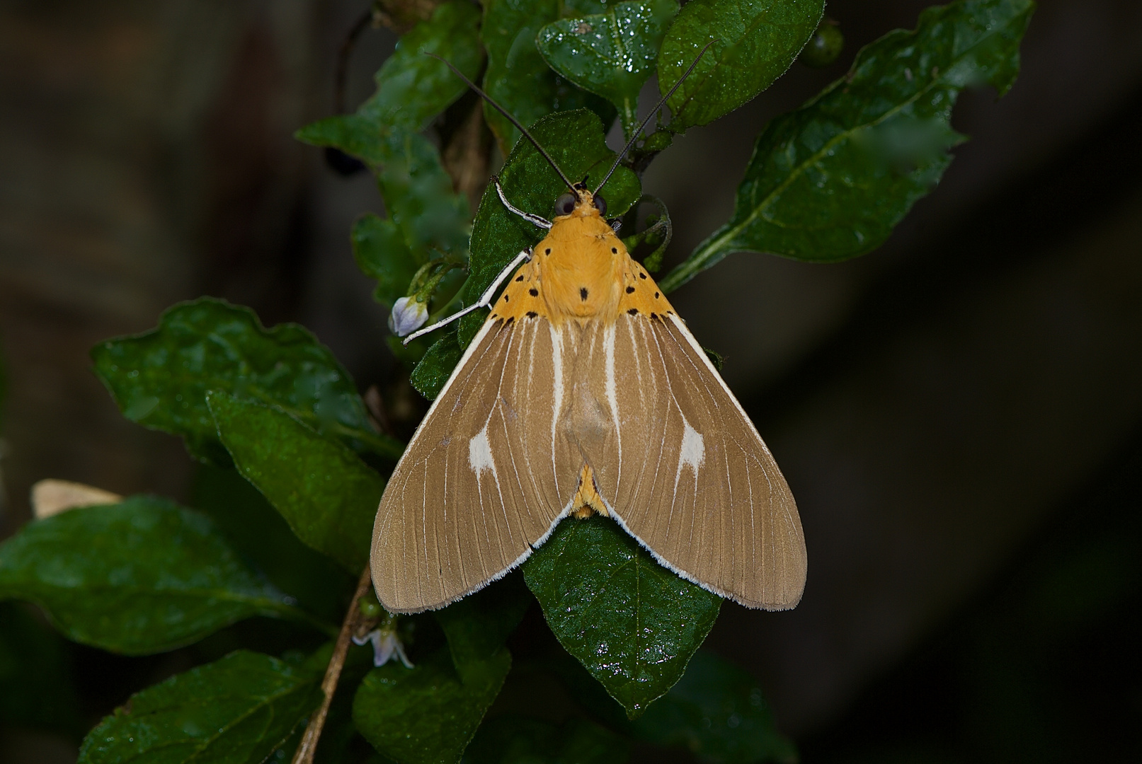 Nachtfalter Aus Borneo, Sabah